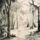 Illustration for article titled Illustrations of the Iguana-Toothed Dinosaur